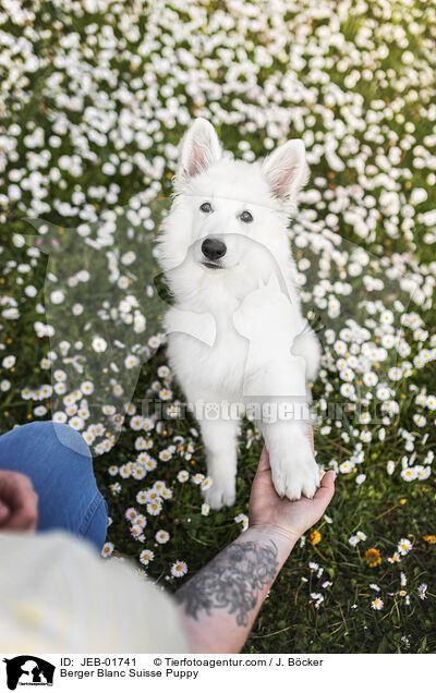 Weier Schweizer Schferhund Welpe / Berger Blanc Suisse Puppy / JEB-01741