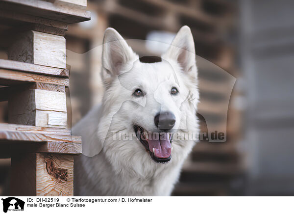 Weier Schweizer Schferhund Rde / male Berger Blanc Suisse / DH-02519