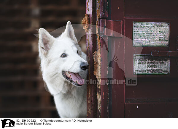 Weier Schweizer Schferhund Rde / male Berger Blanc Suisse / DH-02522