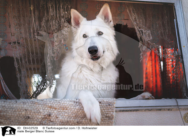 Weier Schweizer Schferhund Rde / male Berger Blanc Suisse / DH-02529