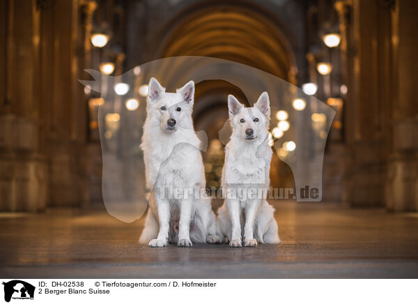 2 Weier Schweizer Schferhunde / 2 Berger Blanc Suisse / DH-02538
