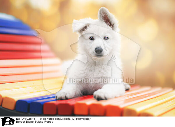 Berger Blanc Suisse Puppy / DH-02545