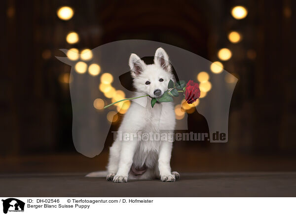 Weier Schweizer Schferhund Welpe / Berger Blanc Suisse Puppy / DH-02546