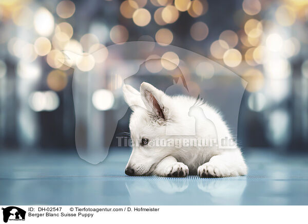 Berger Blanc Suisse Puppy / DH-02547
