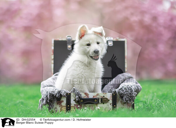 Weier Schweizer Schferhund Welpe / Berger Blanc Suisse Puppy / DH-02554