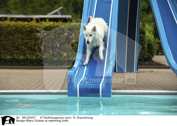 Weier Schweizer Schferhund im Schwimmbad / Berger Blanc Suisse at swimming bath / SK-02457