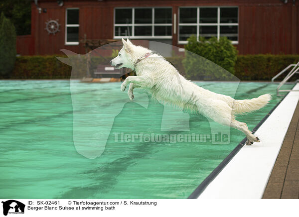 Weier Schweizer Schferhund im Schwimmbad / Berger Blanc Suisse at swimming bath / SK-02461