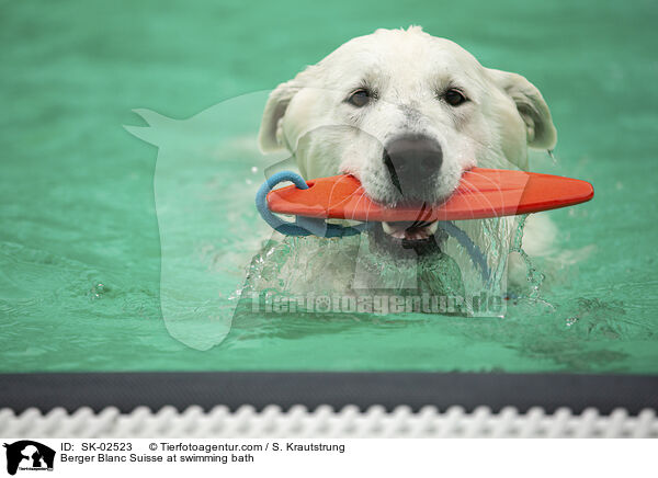 Weier Schweizer Schferhund im Schwimmbad / Berger Blanc Suisse at swimming bath / SK-02523