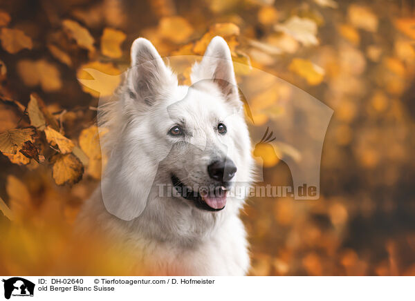 old Berger Blanc Suisse / DH-02640