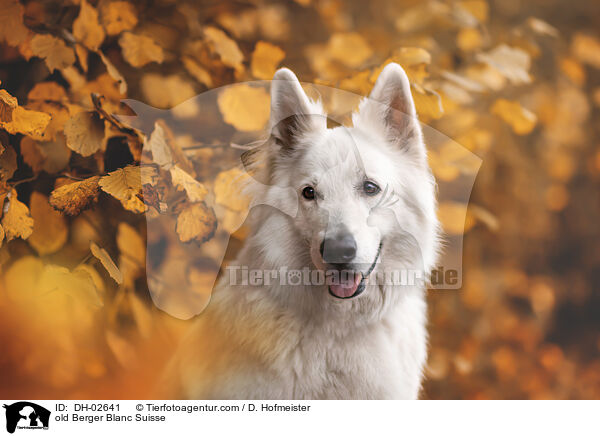 old Berger Blanc Suisse / DH-02641