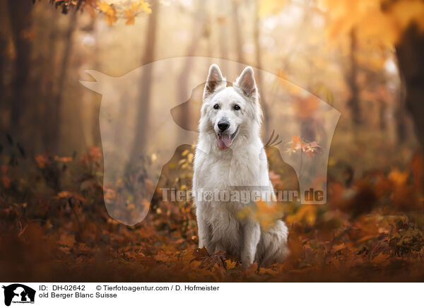 old Berger Blanc Suisse / DH-02642