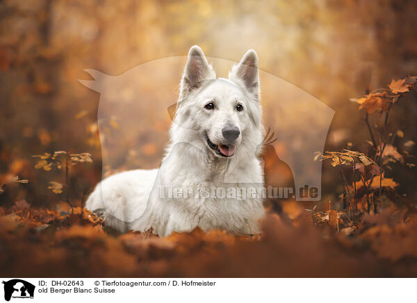 old Berger Blanc Suisse / DH-02643