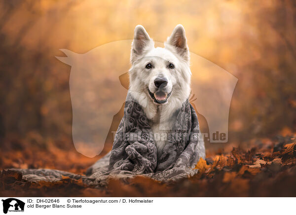 old Berger Blanc Suisse / DH-02646