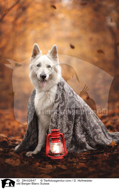 old Berger Blanc Suisse / DH-02647