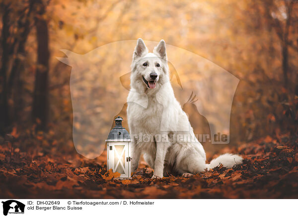 alter Weier Schweizer Schferhund / old Berger Blanc Suisse / DH-02649