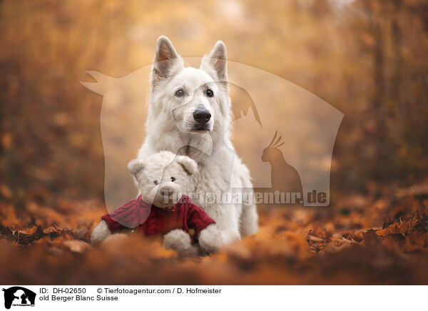 alter Weier Schweizer Schferhund / old Berger Blanc Suisse / DH-02650