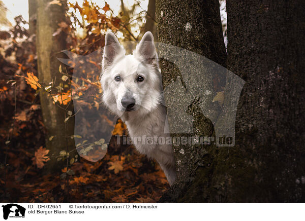 alter Weier Schweizer Schferhund / old Berger Blanc Suisse / DH-02651