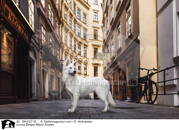 young Berger Blanc Suisse / DH-02718