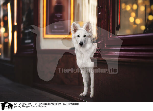 junger Weier Schweizer Schferhund / young Berger Blanc Suisse / DH-02719