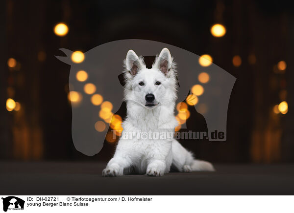 young Berger Blanc Suisse / DH-02721