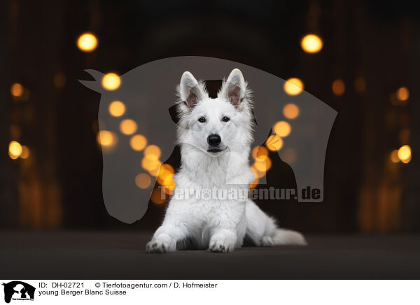 junger Weier Schweizer Schferhund / young Berger Blanc Suisse / DH-02721