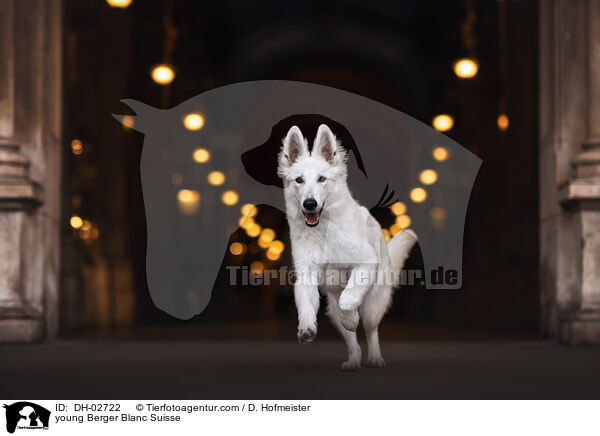 junger Wei�er Schweizer Sch�ferhund / young Berger Blanc Suisse / DH-02722