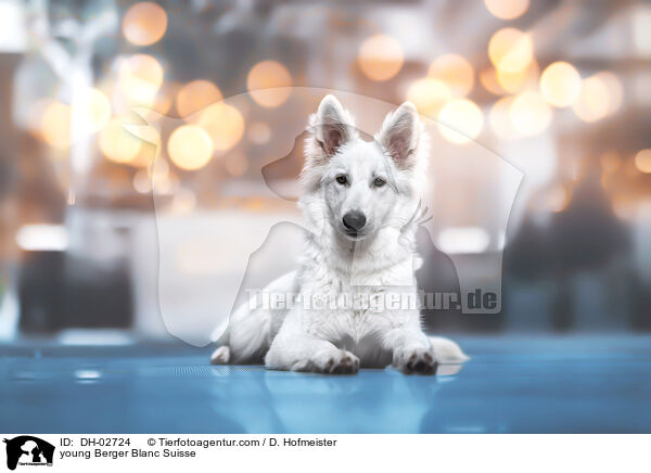 junger Weier Schweizer Schferhund / young Berger Blanc Suisse / DH-02724