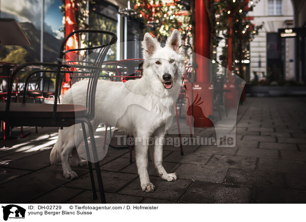 young Berger Blanc Suisse / DH-02729