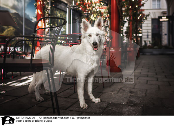 junger Weier Schweizer Schferhund / young Berger Blanc Suisse / DH-02729