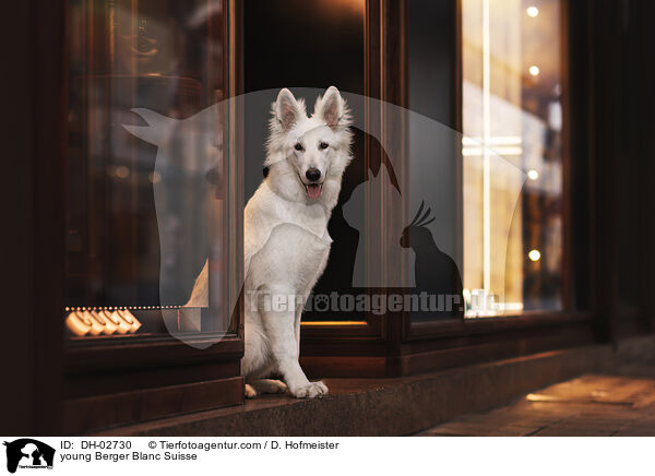 young Berger Blanc Suisse / DH-02730