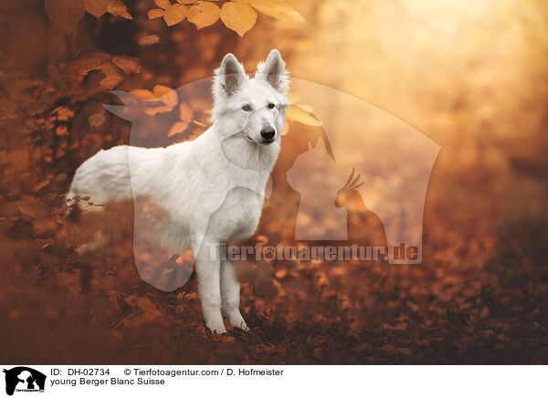 young Berger Blanc Suisse / DH-02734