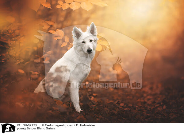 young Berger Blanc Suisse / DH-02735