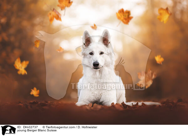 junger Weier Schweizer Schferhund / young Berger Blanc Suisse / DH-02737