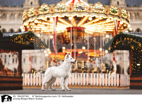 junger Weier Schweizer Schferhund / young Berger Blanc Suisse / DH-02749