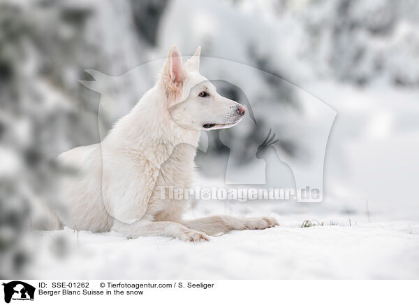 Weier Schweizer Schferhund im Schnee / Berger Blanc Suisse in the snow / SSE-01262