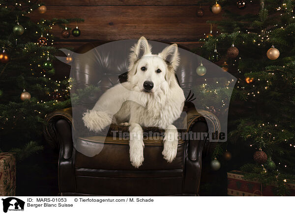 Weier Schweizer Schferhund / Berger Blanc Suisse / MARS-01053