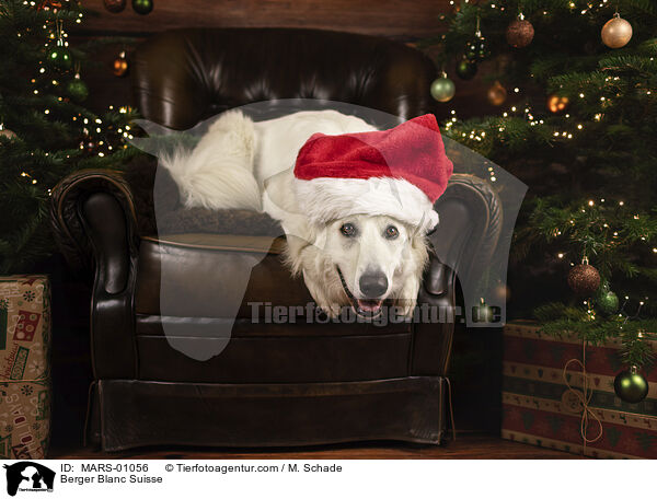 Weier Schweizer Schferhund / Berger Blanc Suisse / MARS-01056