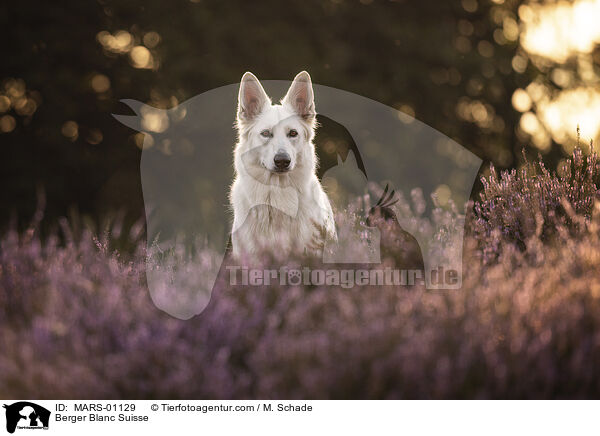 Berger Blanc Suisse / MARS-01129