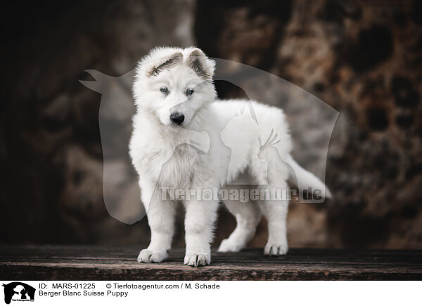 Weier Schweizer Schferhund Welpe / Berger Blanc Suisse Puppy / MARS-01225
