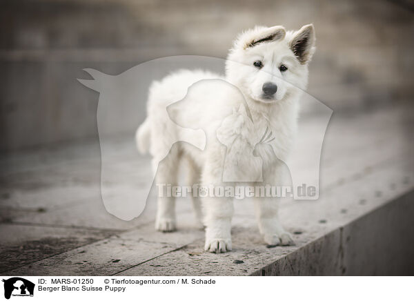 Weier Schweizer Schferhund Welpe / Berger Blanc Suisse Puppy / MARS-01250