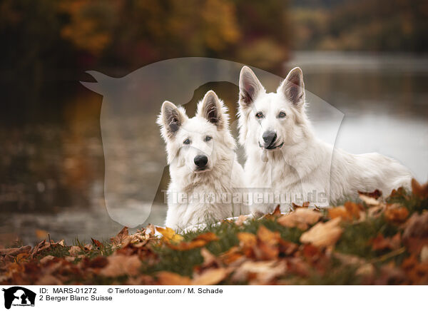 2 Weie Schweizer Schferhunde / 2 Berger Blanc Suisse / MARS-01272