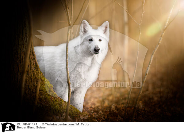 Berger Blanc Suisse / MP-01141