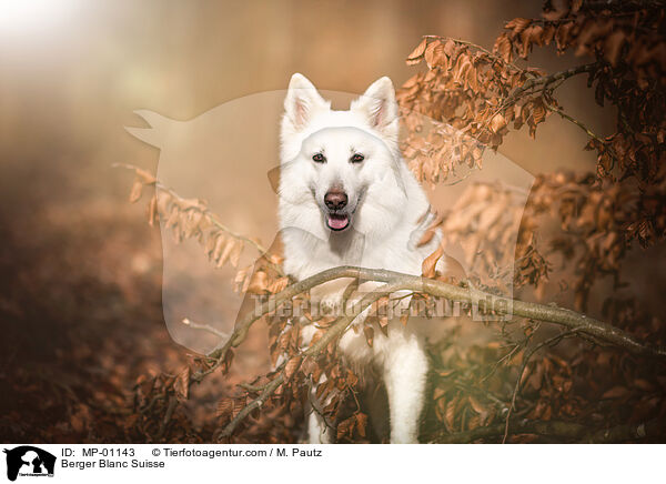 Weier Schweizer Schferhund / Berger Blanc Suisse / MP-01143