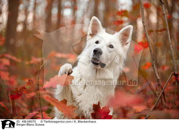 Weier Schweizer Schferhund / Berger Blanc Suisse / KB-08070