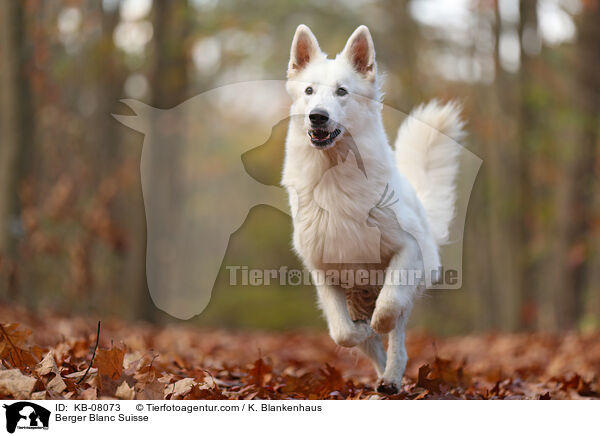 Weier Schweizer Schferhund / Berger Blanc Suisse / KB-08073