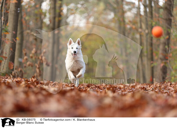 Weier Schweizer Schferhund / Berger Blanc Suisse / KB-08075