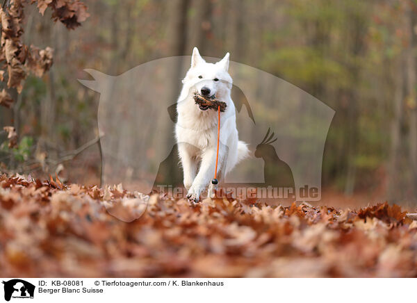 Weier Schweizer Schferhund / Berger Blanc Suisse / KB-08081