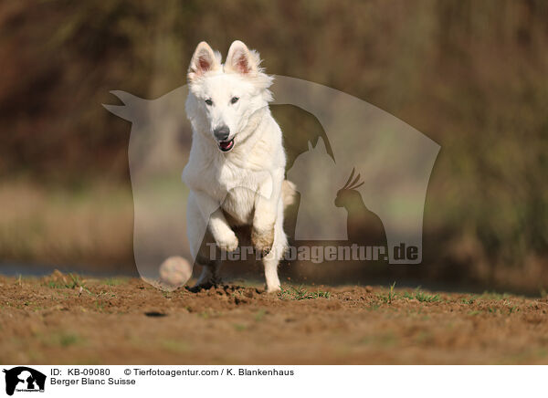 Weier Schweizer Schferhund / Berger Blanc Suisse / KB-09080