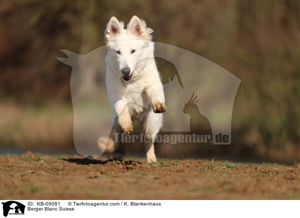 Berger Blanc Suisse / KB-09081