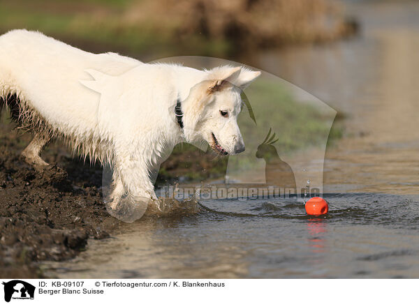 Weier Schweizer Schferhund / Berger Blanc Suisse / KB-09107